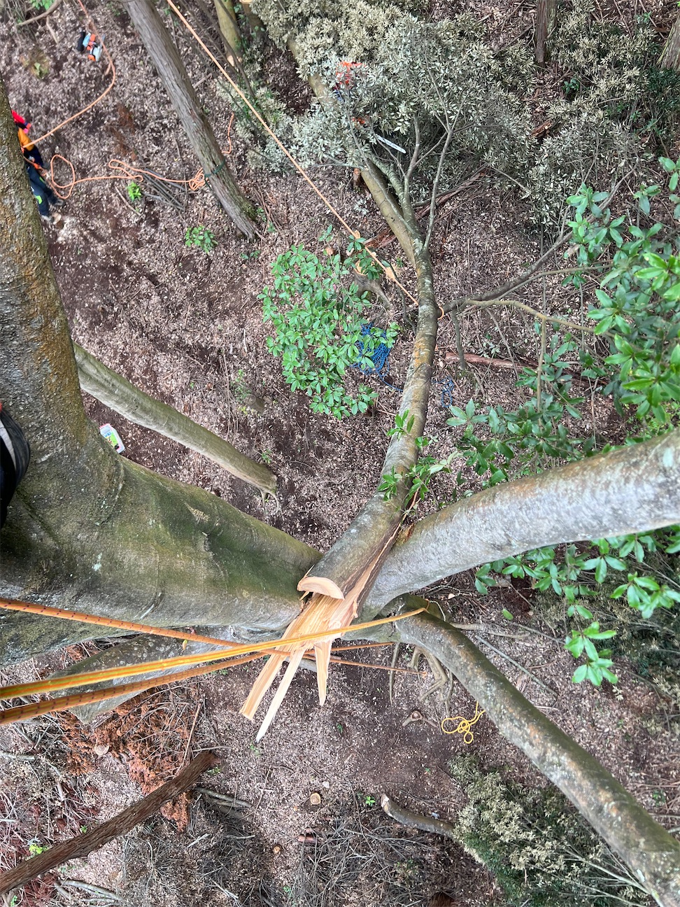 f:id:sundaytreeclimber:20260923162029j:image