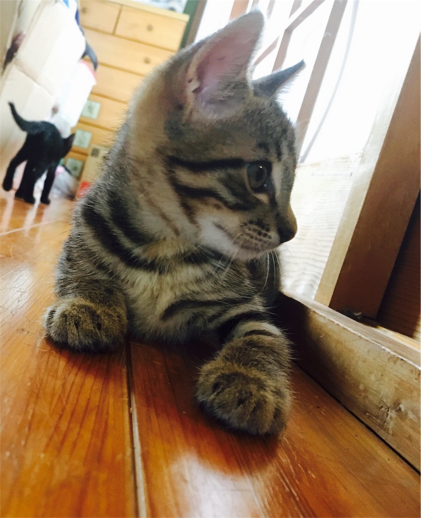 f:id:sundrivertakuya:20170810065347j:image f:id:sundrivertakuya:20170810065347j:image