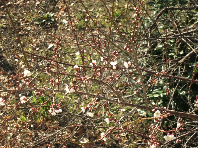 f:id:sunetsumuri:20190114203544j:image