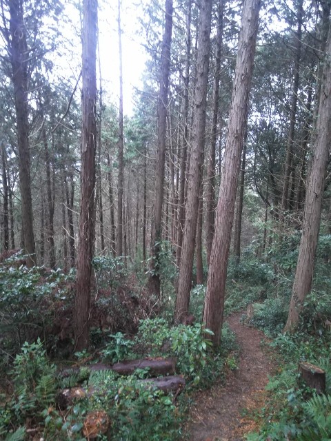 f:id:sunetsumuri:20190308125640j:image