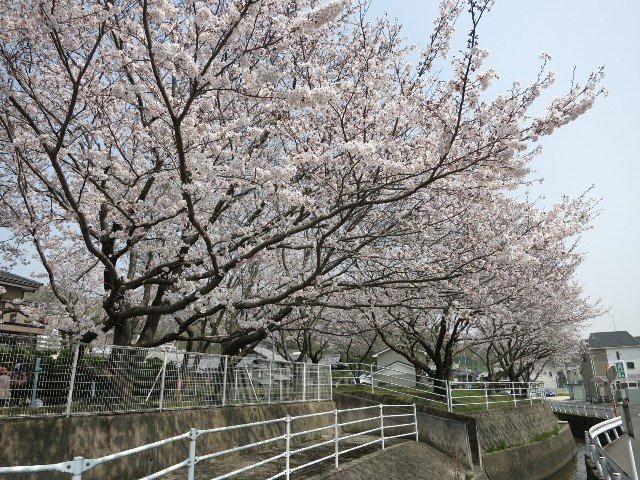 f:id:sunetsumuri:20190407164816j:image