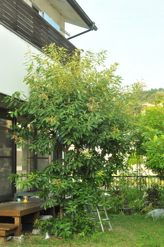 f:id:sunetsumuri:20200719230021j:plain