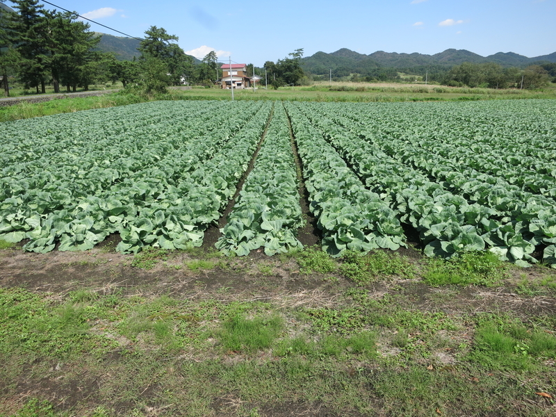 f:id:sunetsumuri:20200921114503j:plain