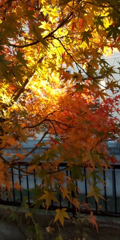 f:id:sunetsumuri:20211127230549j:plain