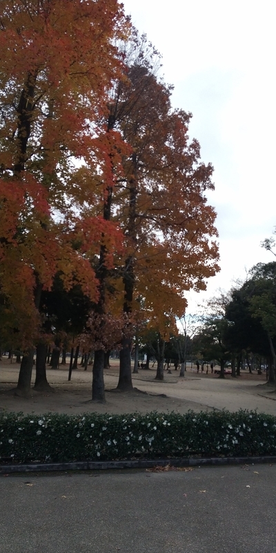 f:id:sunetsumuri:20211206150159j:plain