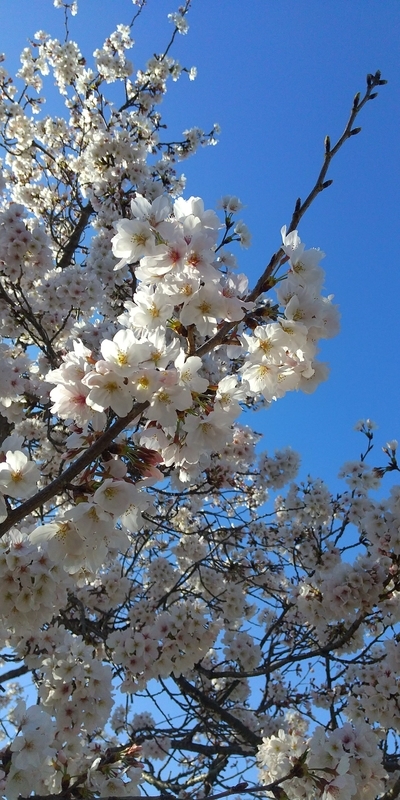 f:id:sunetsumuri:20220404121317j:plain