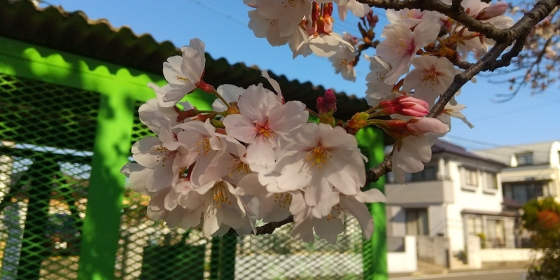 f:id:sunetsumuri:20220404121323j:plain