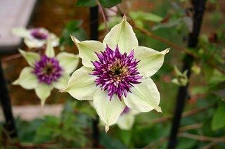 f:id:sunflower23:20060724005542j:image