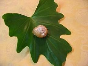 f:id:sunflower23:20060923193015j:image