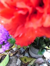 f:id:sunflower23:20080420032428j:image