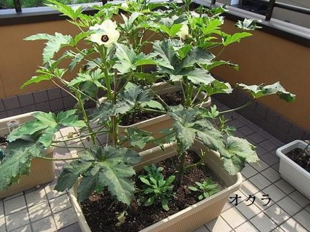f:id:sunflower23:20080905041241j:image