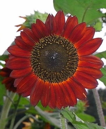 f:id:sunflower23:20080907233803j:image:right