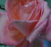 f:id:sunflower23:20081008125553j:image:right