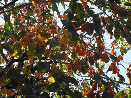 f:id:sunflower23:20081024163952j:image