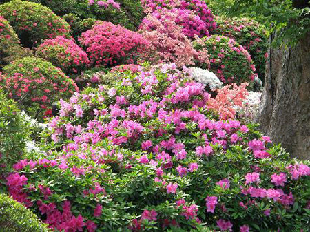 f:id:sunflower23:20090422231822j:image