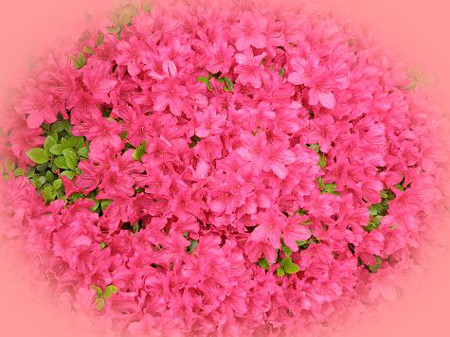 f:id:sunflower23:20090422231823j:image