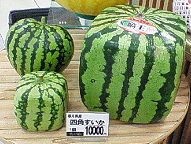 f:id:sunflower23:20090717191528j:image