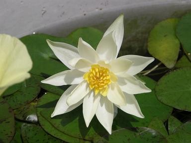 f:id:sunflower23:20090801125215j:image