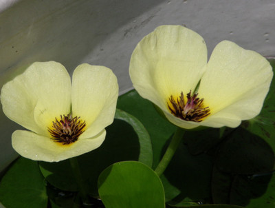 f:id:sunflower23:20090804083459j:image