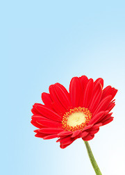 f:id:sunflower23:20101015133427j:image:right