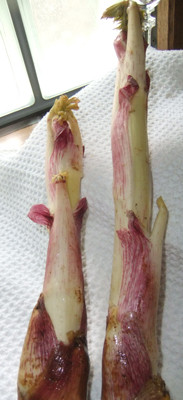 f:id:sunflower23:20110327162232j:image:left f:id:sunflower23:20110327162232j:image:left