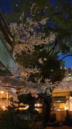 f:id:sunflower23:20110413194836j:image:w640