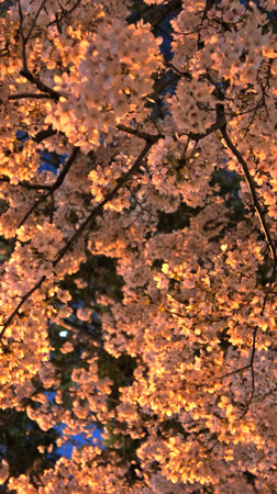 f:id:sunflower23:20110413194957j:image:w640