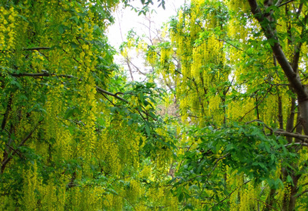 f:id:sunflower23:20110601150248j:image