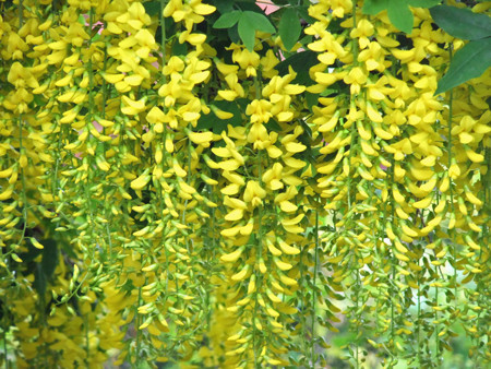 f:id:sunflower23:20110601150414j:image