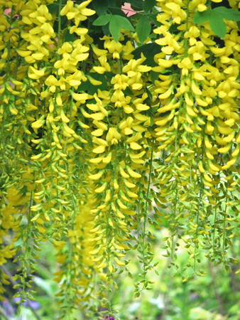 f:id:sunflower23:20110601150415j:image