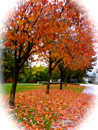 f:id:sunflower23:20111023083931j:image:w440