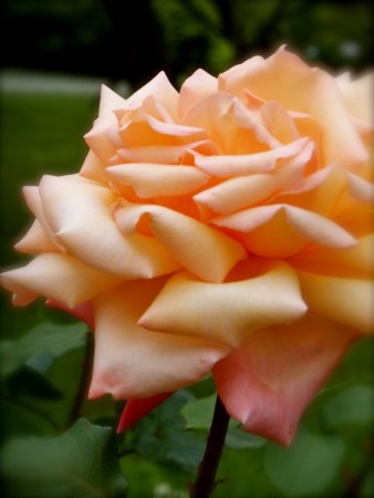 f:id:sunflower23:20120529134251j:image:w500