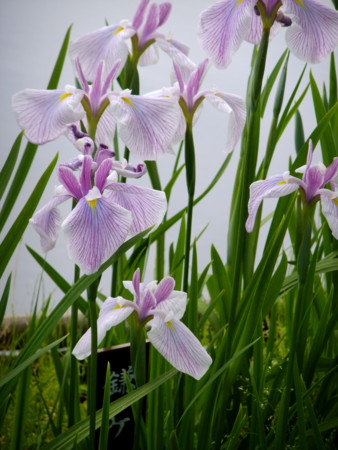 f:id:sunflower23:20120529135204j:image:w500