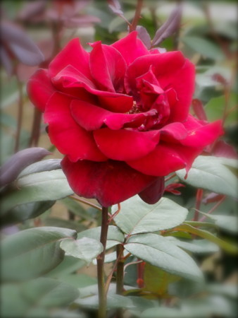 f:id:sunflower23:20120529135927j:image:w500