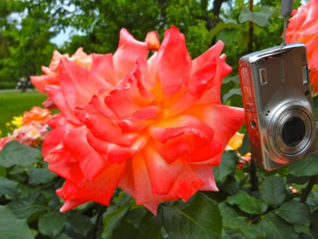 f:id:sunflower23:20120530094803j:image:w600