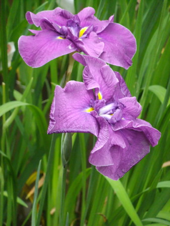 f:id:sunflower23:20120625113728j:image