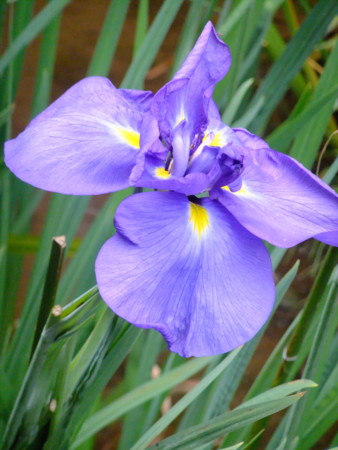 f:id:sunflower23:20120625113942j:image