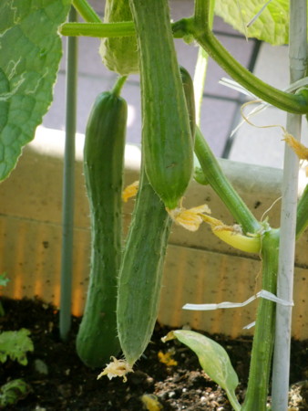 f:id:sunflower23:20120729090750j:image