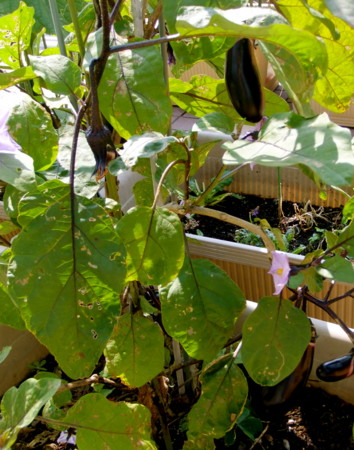 f:id:sunflower23:20120729090800j:image