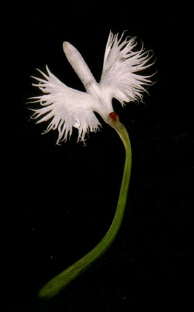 f:id:sunflower23:20120830164253j:image:w400