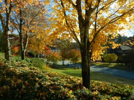 f:id:sunflower23:20121112054605j:image:w640