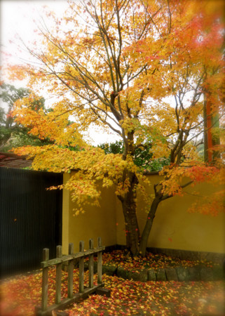 f:id:sunflower23:20141130212353j:image:w500