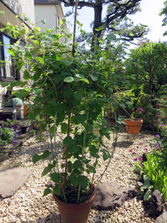 f:id:sunflower23:20160504140058j:image