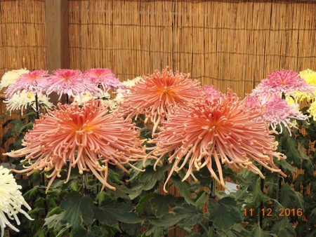 f:id:sunflower23:20161112142433j:image