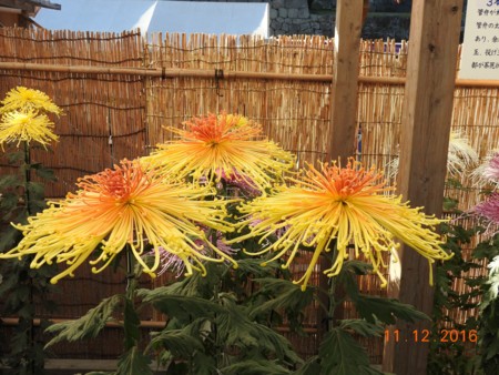 f:id:sunflower23:20161112142601j:image
