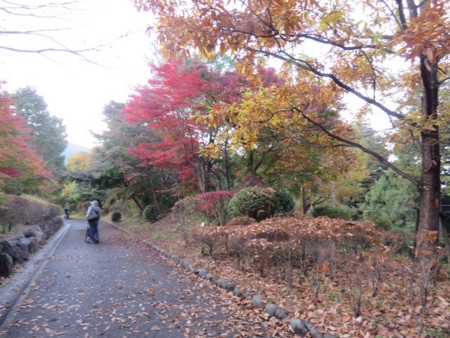 f:id:sunflower23:20161120040638j:image