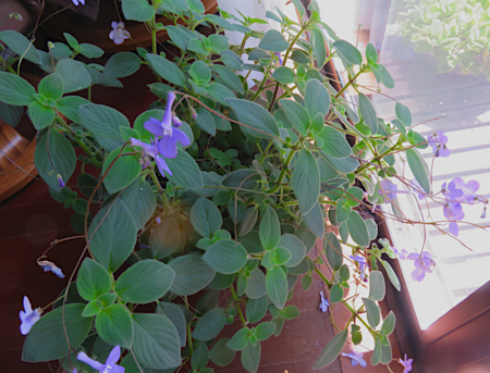 f:id:sunflower23:20180729162108p:image