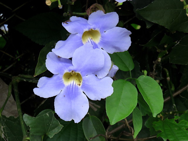 f:id:sunflower23:20190619150642j:image:w640