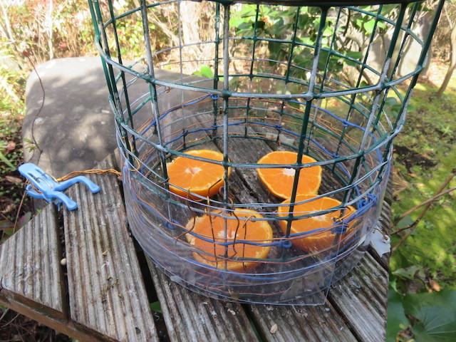 f:id:sunflower23:20200228122012j:plain f:id:sunflower23:20200228122012j:plain