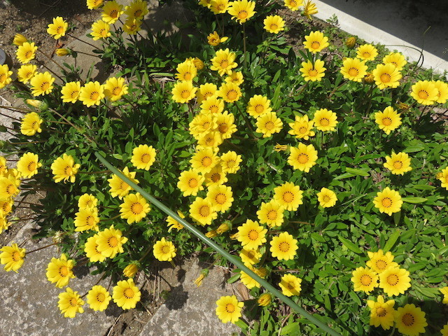 f:id:sunflower23:20200426001713j:plain f:id:sunflower23:20200426001713j:plain